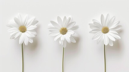 Obraz premium A minimalist arrangement of three white daisies, evenly spaced against a white background