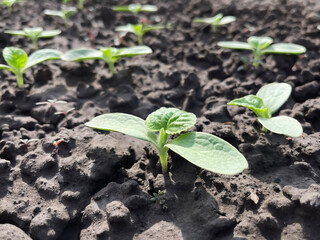 small green sprouts of melon growing on a bed in a vegetable garden