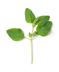 Obraz premium Fresh oregano twig, also called wild marjoram, whole branch of Origanum vulgare. A culinary and staple herb of Italian cuisine, with a slightly bitter taste. Close-up, from above, macro food photo.