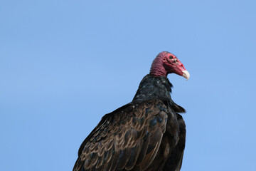 Turkey vulture close-up against blue sky