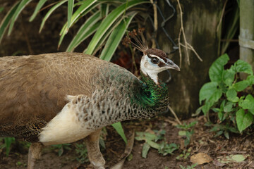 Close-up of a peahen walking near green plants © James Humble