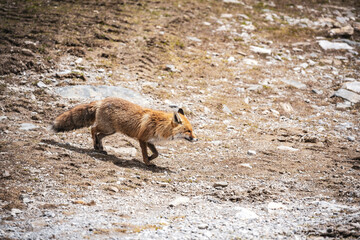 Rotfuchs in den Schweizer Alpen