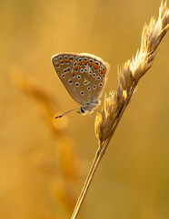 Kolorowy motyl Modraszek ikar na łące.  © mycatherina