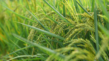 Sticky rice paddy organic natural product ,product of thailand