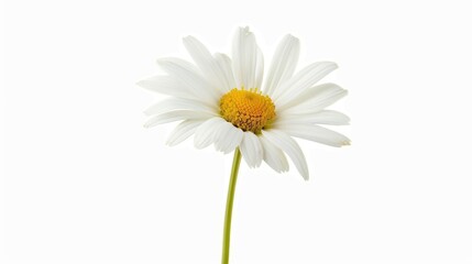A single white daisy in full bloom with a yellow center, standing out against a clean white background