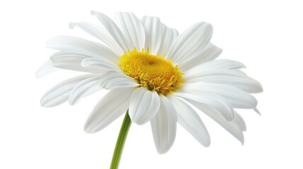Fototapeta premium A single white daisy in full bloom with a yellow center, standing out against a clean white background