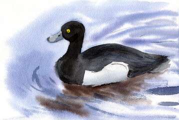 Fototapeta premium Watercolor illustration of black and white duck.