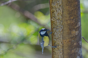 A tit (songbird) with a black head and white cheeks
