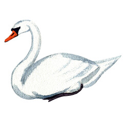 Watercolor illustration of white swan isolated on white background. © Viktoria