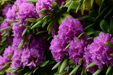 a large group of flowers with leaves on it's stems