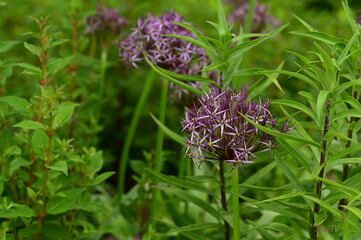 a purple flower in the middle of a grassy area with plants