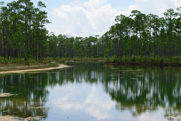 Serene lake with pine trees and reflections