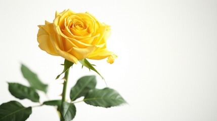 Naklejka premium A vibrant yellow rose with a green stem and leaves, sharply contrasting with a white background