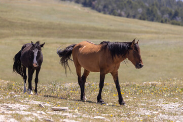 Wild Horses in Summer in the Pryor Mountains Montana