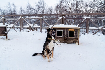 Norway Dogsledding Husky in Winter