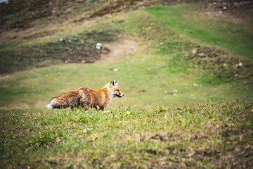 Rotfuchs in den Schweizer Alpen