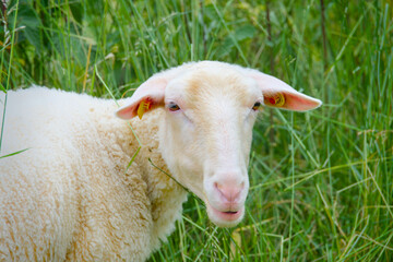 Portrait of a white sheep, Leineschaf in Göttingen, germany, old breed
