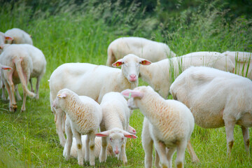 Portrait of a white sheep, Leineschaf in Göttingen, germany, old breed
