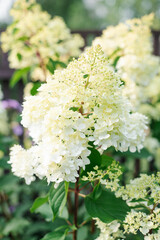 Inflorescences of paniculate hydrangea Polar Bear in the garden in summer