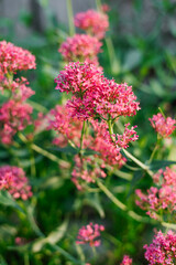 Scarlet flowers of the Centranthus in the garden in summer