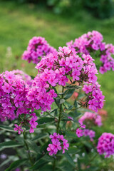 Pink purple phlox flower in the garden