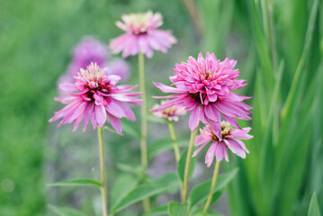 Obraz premium Pink flowers of Echinacea Double Decker in the garden