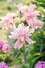 Pink Lily oriental Broken Heart in the garden