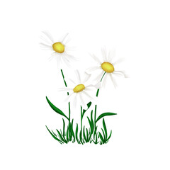 Illustration hand drawn bouquet of daisies growing in the grass depicted on a white transparent background