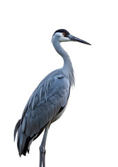 Fototapeta premium heron isolated on white