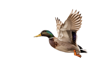 mallard duck isolated on white background