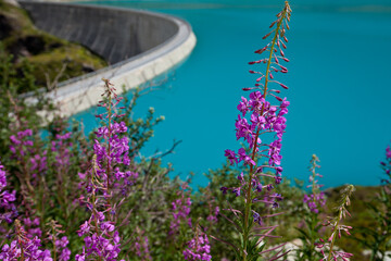 flowers in the water