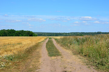 a dirt road is leading through a field with a green trees copy space 