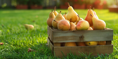 Wooden box with pears in a garden on a green lawn with copy space on the left. Advertising banner.
