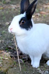 closeup the white black young rabbit enjoy the nature on the grey brown background.