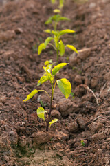 Young plant seedlings in neat rows growing in fertile soil. The image captures the early stages of plant growth in a garden or farm, symbolizing new beginnings and agricultural potential