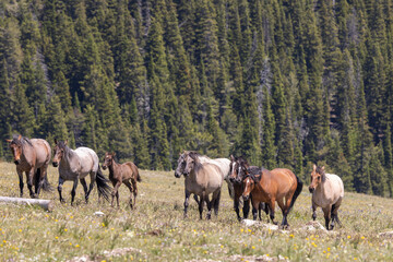 Fototapeta premium Wild Horses in Summer in the Pryor Mountians Montana