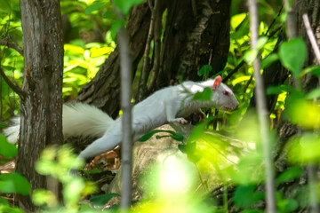 An albino American gray squirrel works his way along the forest floor.  This particular animal seems more comfortable on the ground rather than in trees.