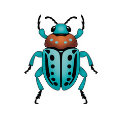 beetle 