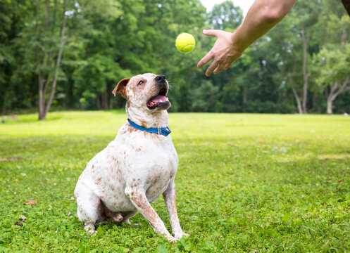 A person throwing a ball to an Australian Cattle Dog mixed breed dog