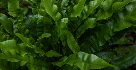 Fototapeta premium Green leaves pattern background, natural background. Close-up view of nature against the background of green leaves. Tropical leaf.