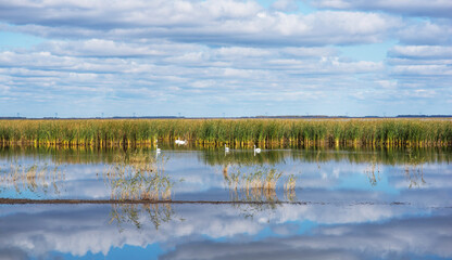 Water plants in the lake. Plants in the lake, green reeds on lake outdoors. Bright day under a long...