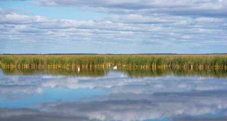 Water plants in the lake. Plants in the lake, green reeds on lake outdoors. Bright day under a long...