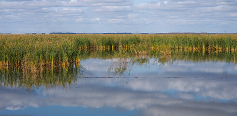 Reed lake on a bright day under a long blue sky. Green reeds on the water. White fluffy clouds are reflecting in the lake. Beautiful summer.