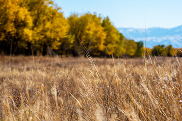 Obraz premium Selective focus of tall grass waving in the wind. Yellow wild grass against the backdrop of a autumn tress and mountain range. Beautiful landscape with amazing cloudy sky.