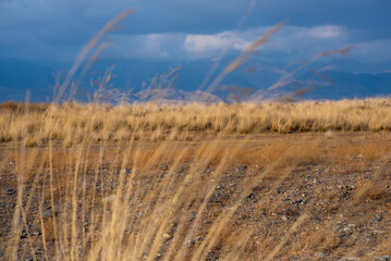 Obraz premium Selective focus of tall grass waving in the wind. Yellow wild grass against the backdrop of mountain range. Beautiful landscape with amazing cloudy sky.