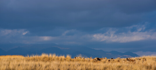 Landscape of the Tibetan Plateau. An amazing view of a desolate plain with dry grass and sheep in the foreground and mountains in the distance under storm sky.