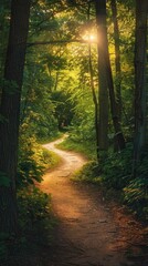 Obraz premium Sunlight filtering through the canopy, illuminating a winding path in a serene forest.