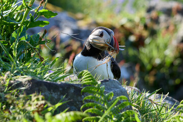 Papageientaucher mit Gräsern als Nistmaterial im Schnabel