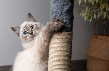 Cachorro de gato siamés red point en fotografías tipo estudio con iluminación profesional y...