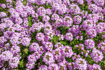 Blühender Kaskadenthymian (Thymus longicaulis ssp. odoratus), Bayern, Deutschland, Europa